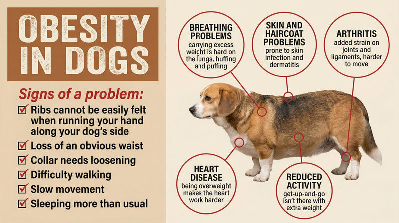 Is Your Dog's Weight Destroying Their Body? Know the Signs!