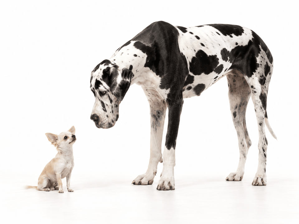 A Great Dane and small dog facing each other
