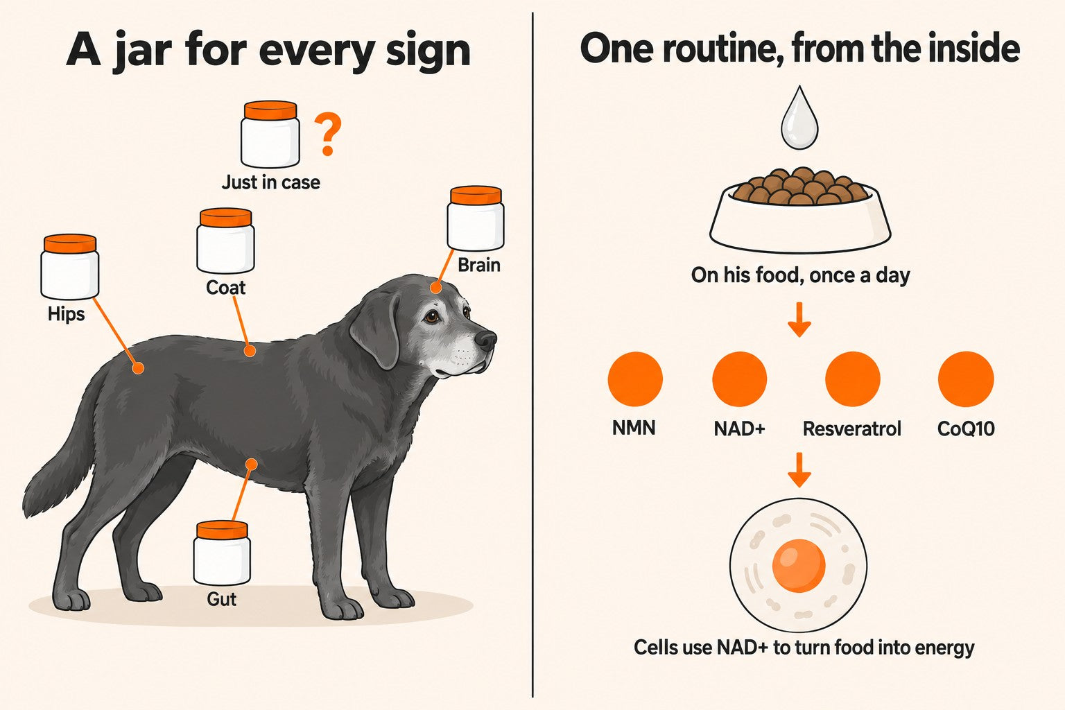 Diagram. Left, “A jar for every sign”: an old black dog surrounded by five jars labeled Hips, Gut, Brain, Coat and Just in case. Right, “One routine, from the inside”: on his food, once a day; NMN, NAD+, Resveratrol and CoQ10; cells use NAD+ to turn food into energy.
