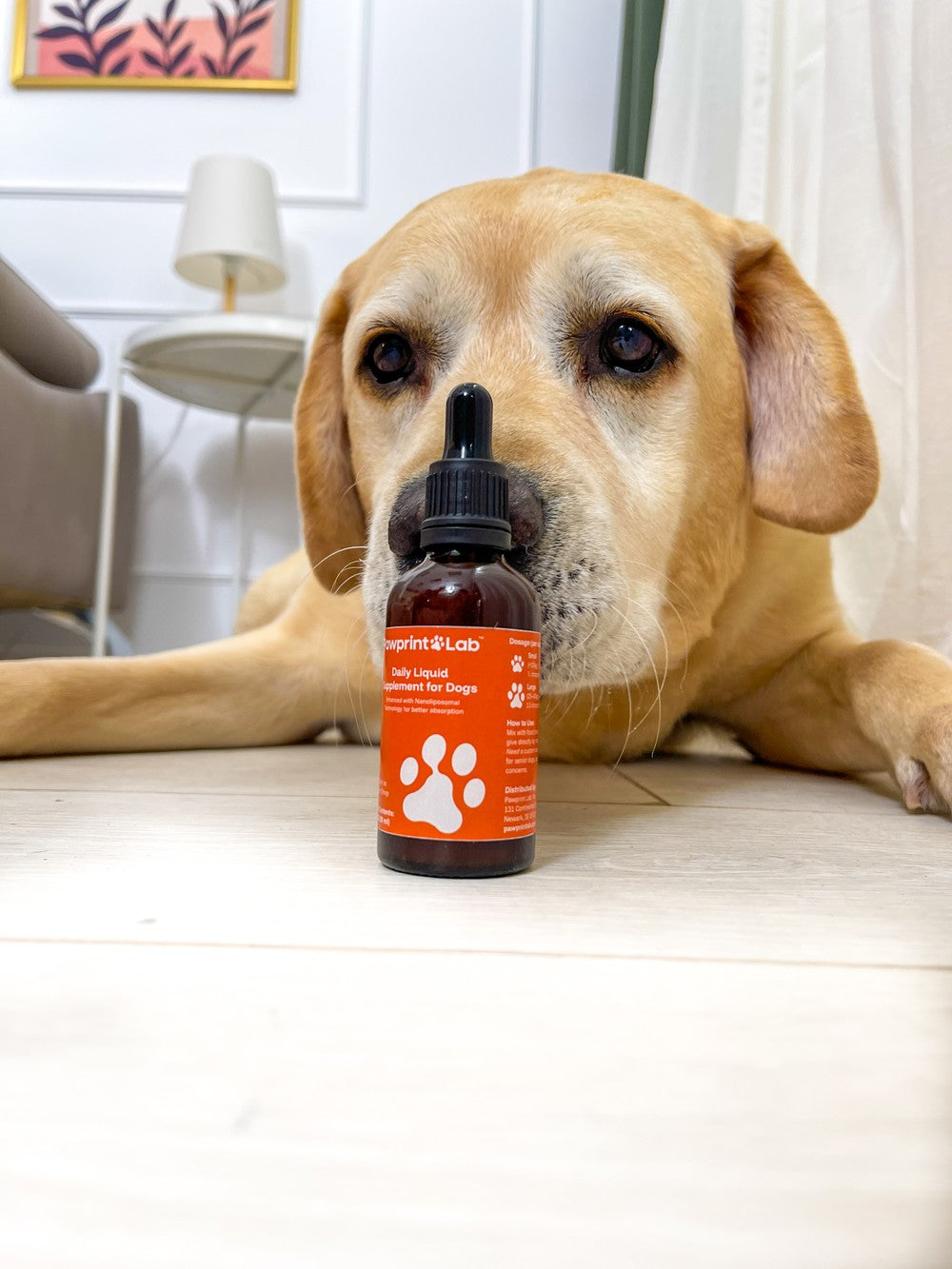 Photo from the Pawprint Lab brand shoot: a yellow Labrador lying on a bright living-room floor with his face just behind a bottle of Pawprint Protocol