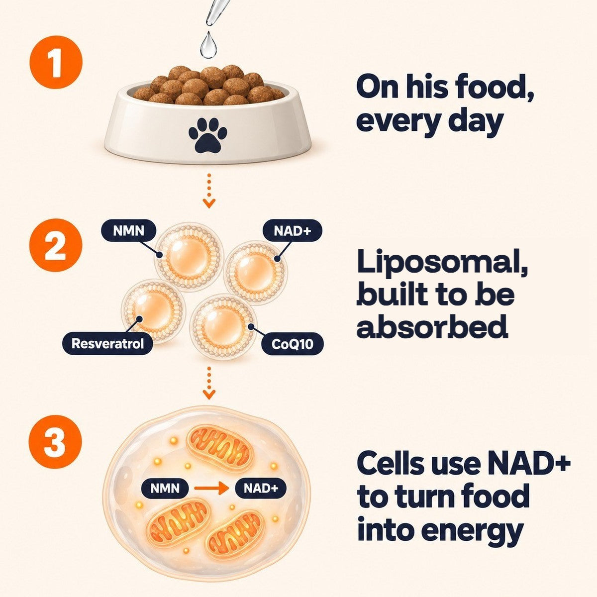 Illustrative diagram in three steps: the dropper goes on his food every day, the liposomal ingredients NMN, NAD+, resveratrol and CoQ10 are built to be absorbed, and cells use NAD+ to turn food into energy