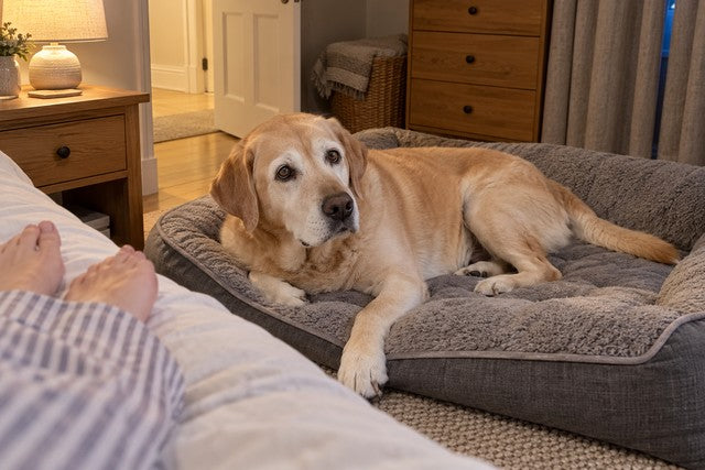Illustrative image: a senior yellow Labrador lying awake on his gray dog bed at night with his head raised and his eyes open, one paw stretched forward as if about to get up again, an owner’s bare feet and a striped pajama hem at the edge of the bed