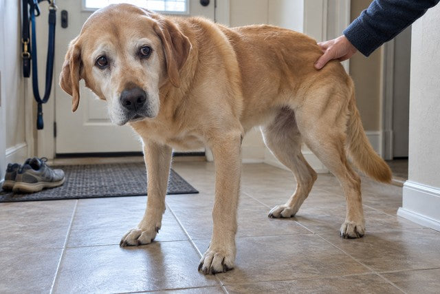 Illustrative image: a senior yellow Labrador standing in a tiled hallway by the front door with his head low and his hind legs buckling slightly, an owner’s hand steadying his hip