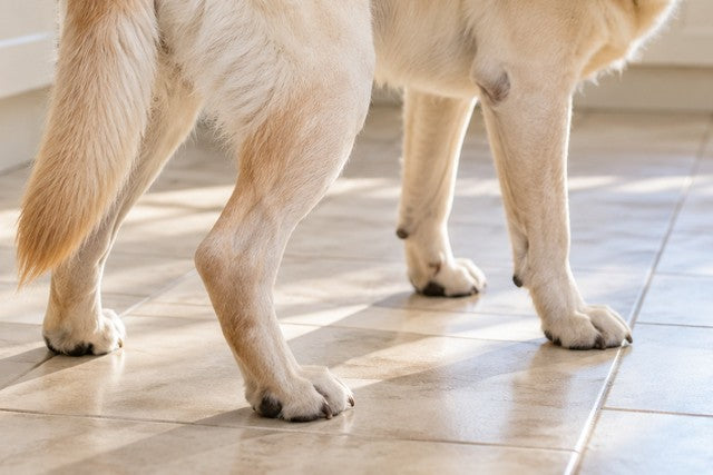 Illustrative image: close on the hind legs and tail of an old pale yellow Labrador standing carefully on smooth kitchen tiles, his hind legs slightly bent and set wide for balance