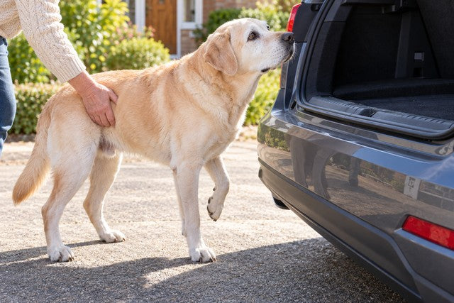 Illustrative image: an old pale yellow Labrador looks up at the high boot sill of an open car with one front paw lifted, an owner’s hand resting ready at his hip