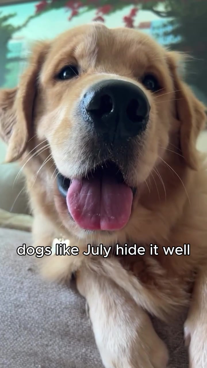 Close-up of a smiling senior Golden Retriever from the selected July story