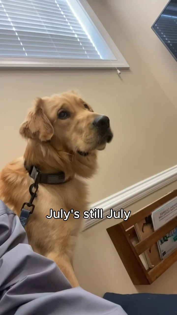 Golden Retriever beside a seated person in a kitchen from the selected July story video