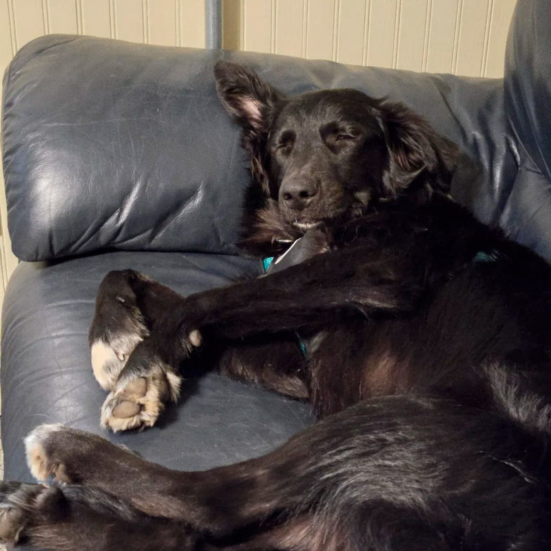 — Robert K., Lab Mix Owner
