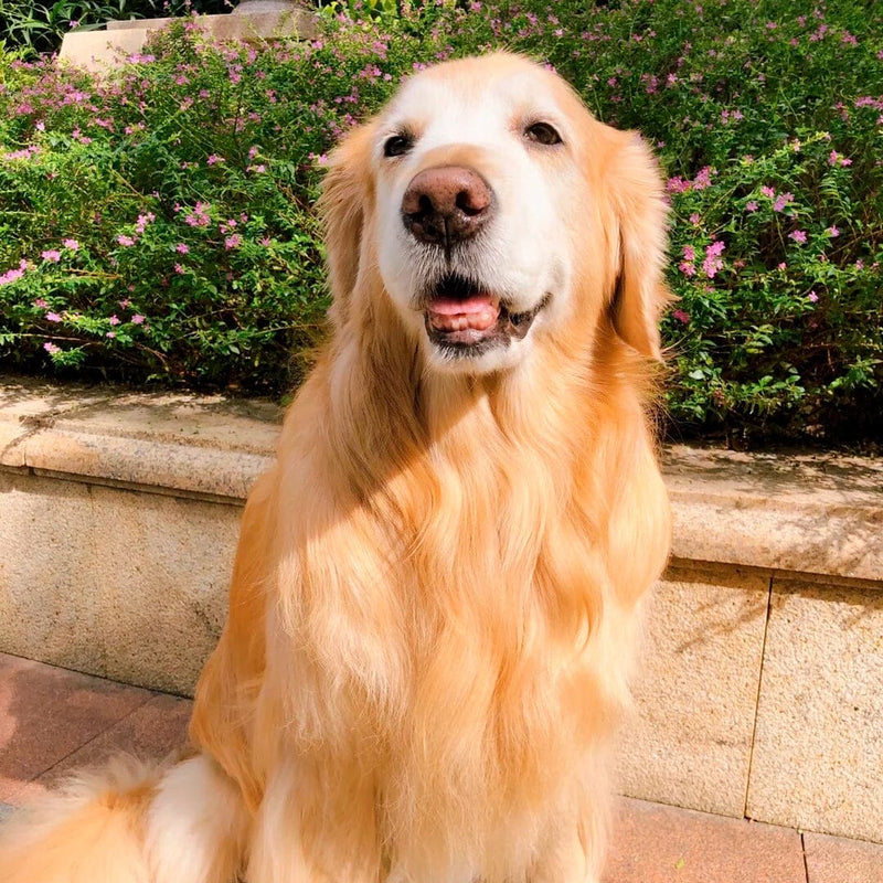 — Michael R., Dog Owner (verified)