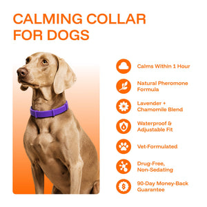 Calming Collars
