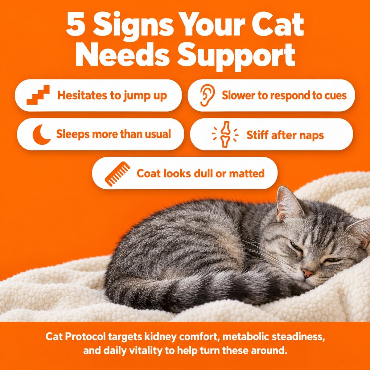 Cat Protocol