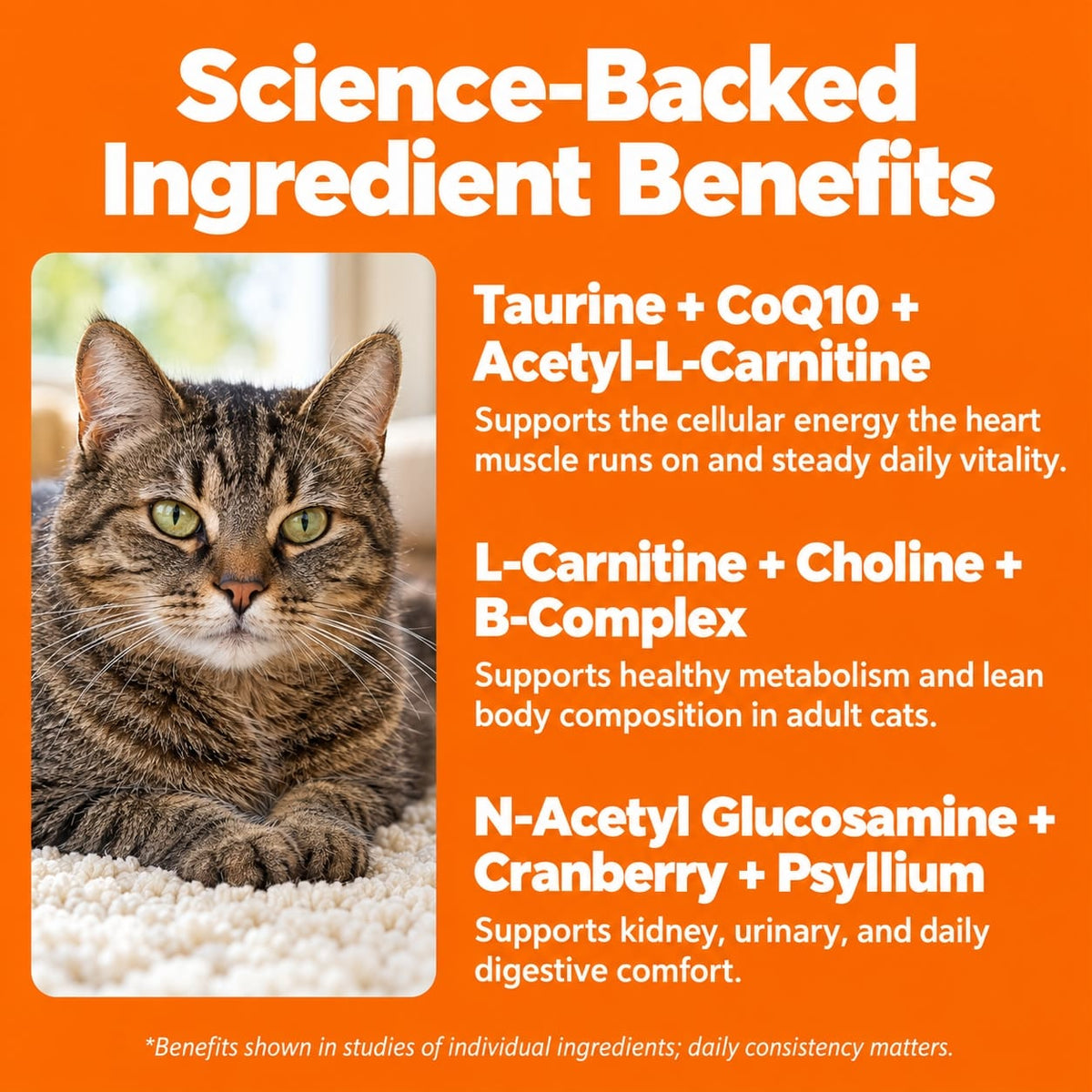 Cat Protocol
