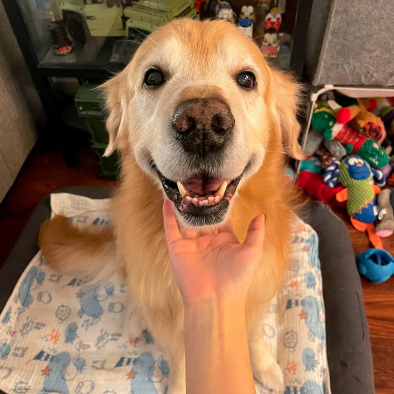— Lisa M., Golden Retriever Owner
