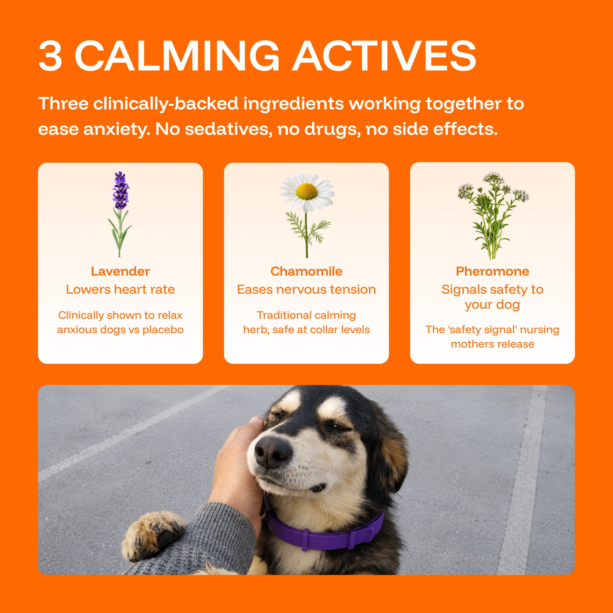 Calming Collars