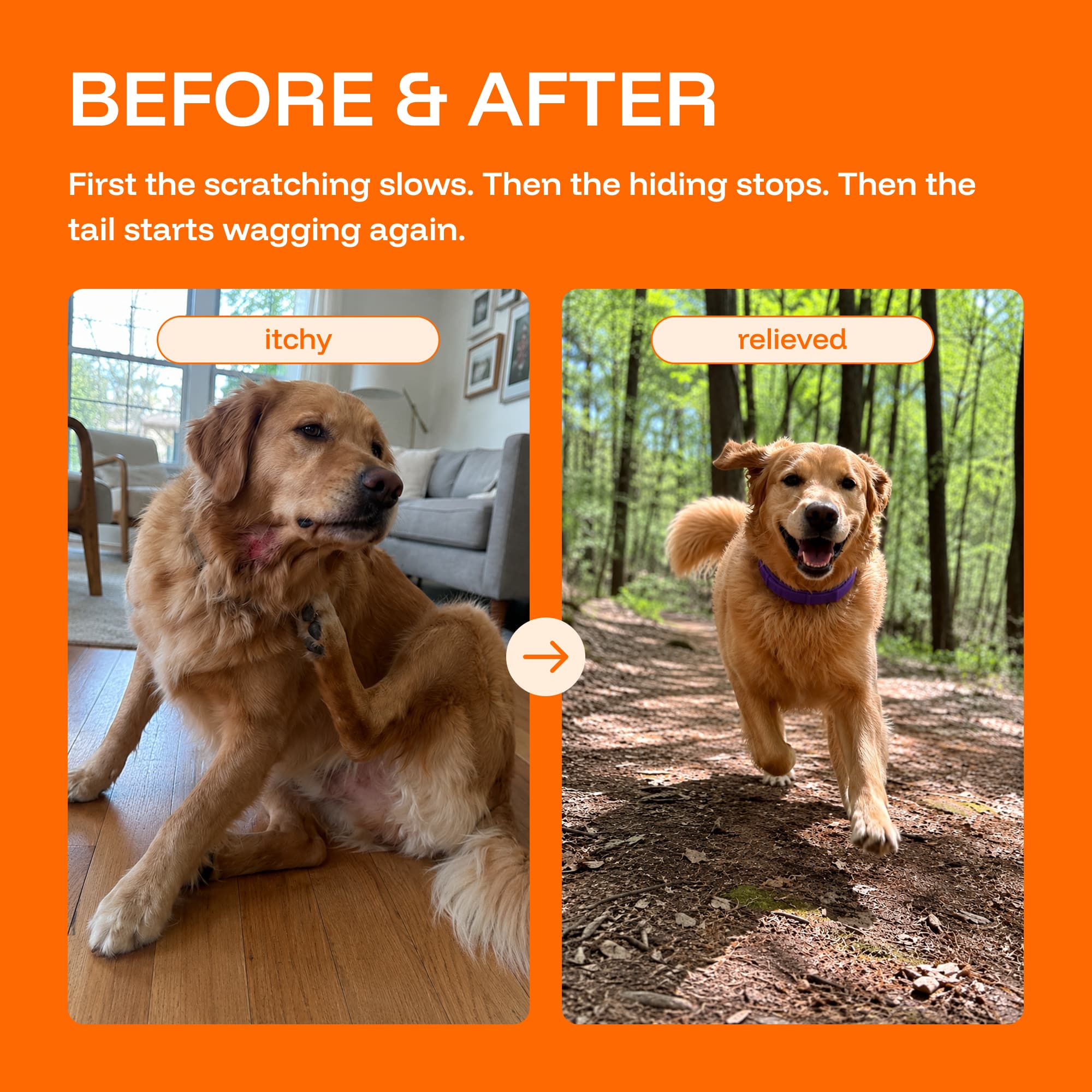 Repellent Collars