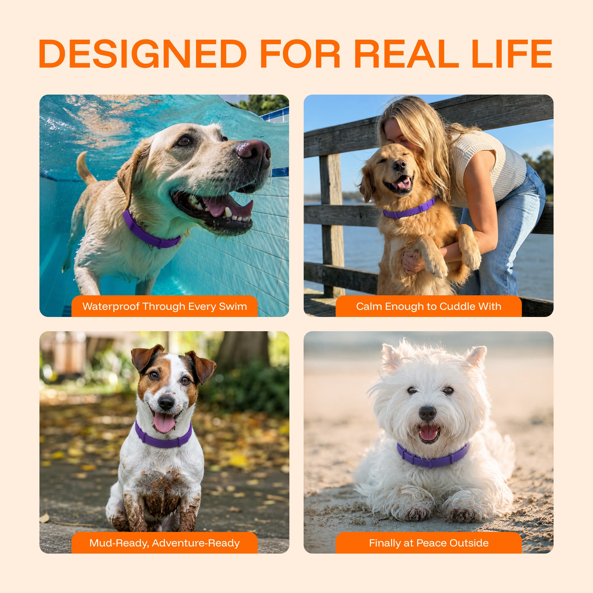 Calming Collars