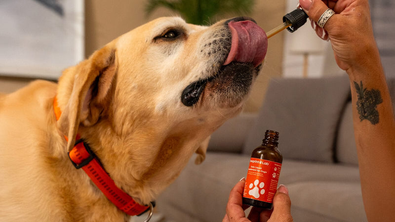 Start your dog’s new longevity routine today