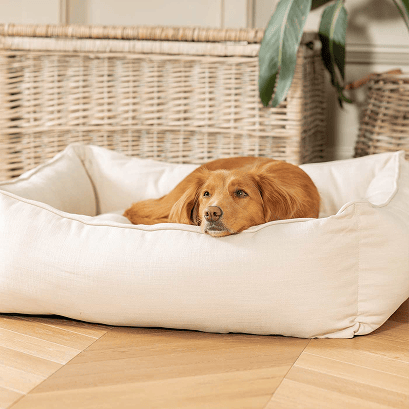 Dog in bed