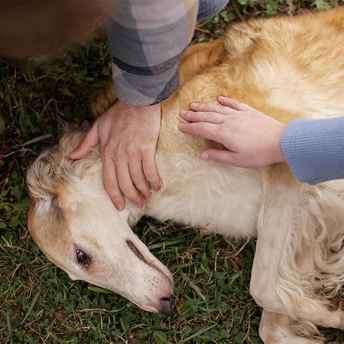 Owner comforting a tired senior golden retriever lying on the grass