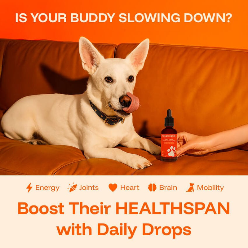 Your Dog Is Waiting for Your Help ?