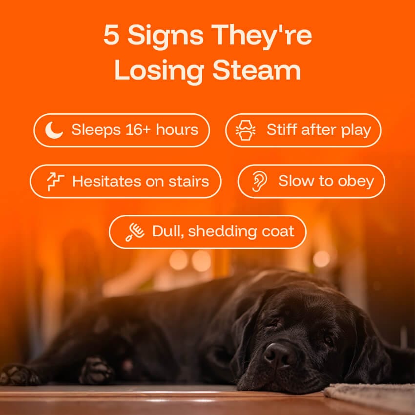 Pawprint Protocol