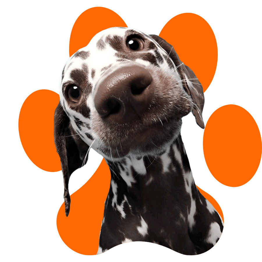 Hund vor einer orangen Pfote
