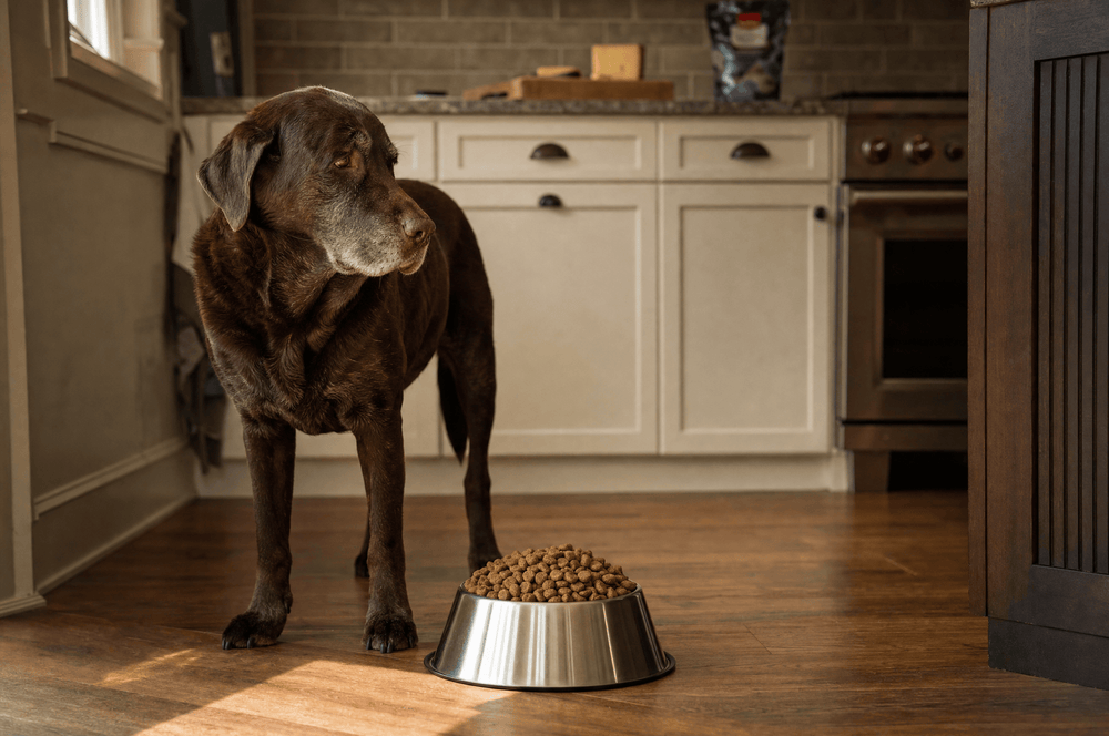 Senior chocolate Labrador turning away from a full bowl of kibble in a warm kitchen