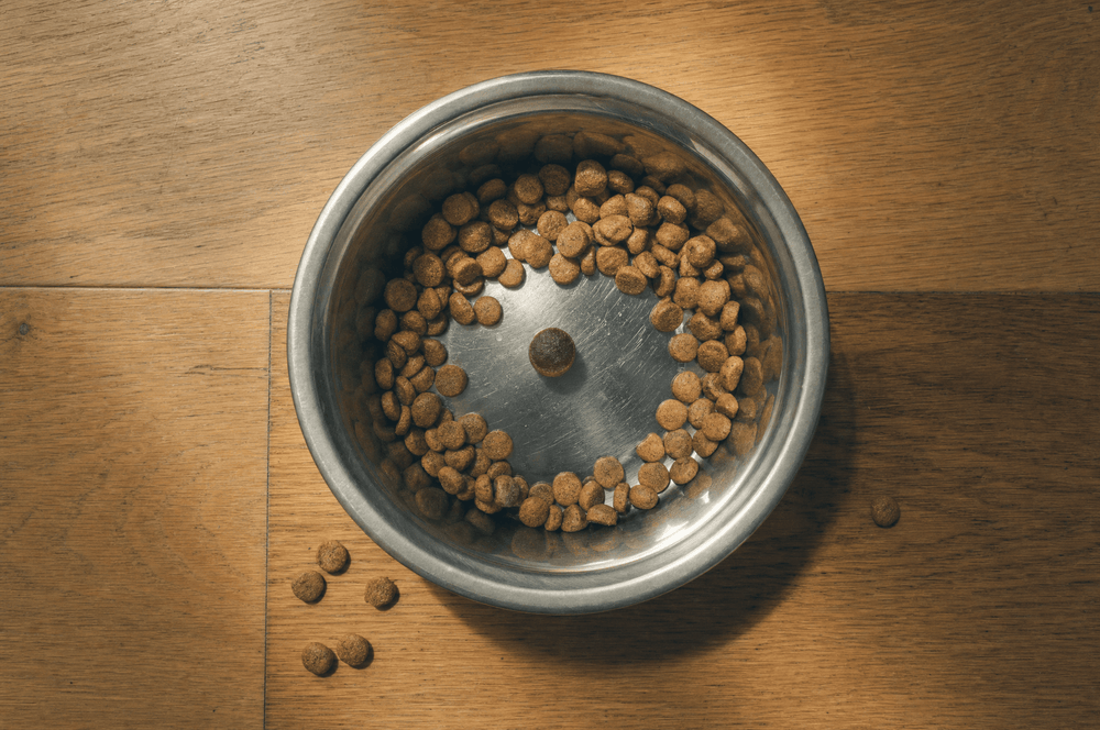 Dog bowl eaten clean around a single supplement chew left untouched in the centre