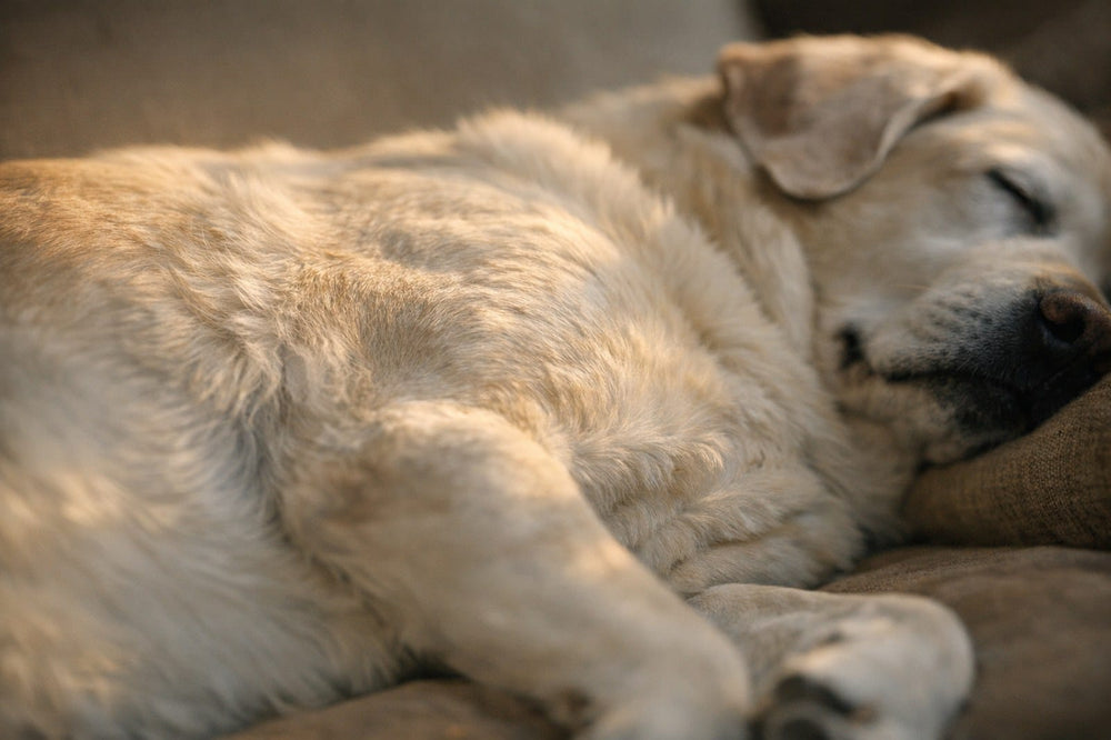 Close-up of a sleeping senior dog's chest rising as it breathes