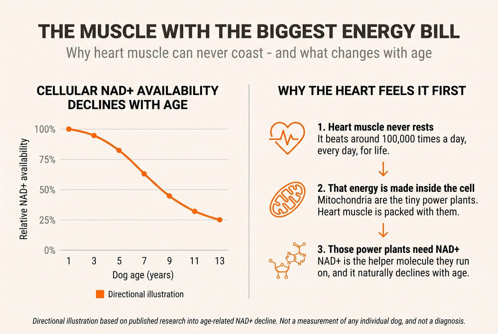 Chart showing cellular NAD+ availability declining with dog age, and why heart muscle has the highest energy demand