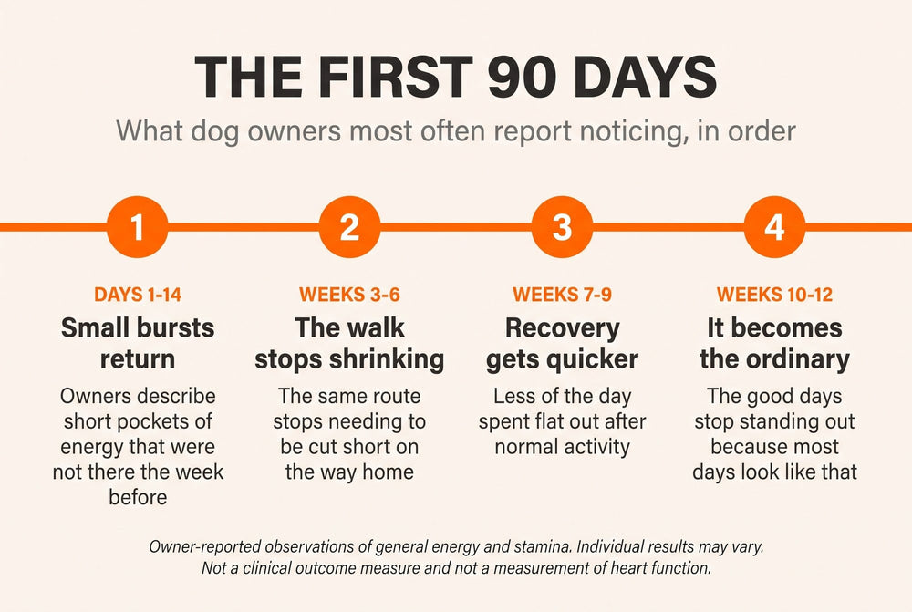 Ninety day timeline of what dog owners most often report noticing