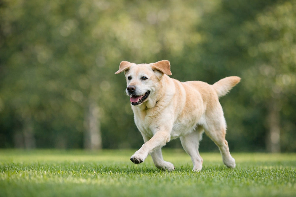 Senior labrador trotting across a park lawn