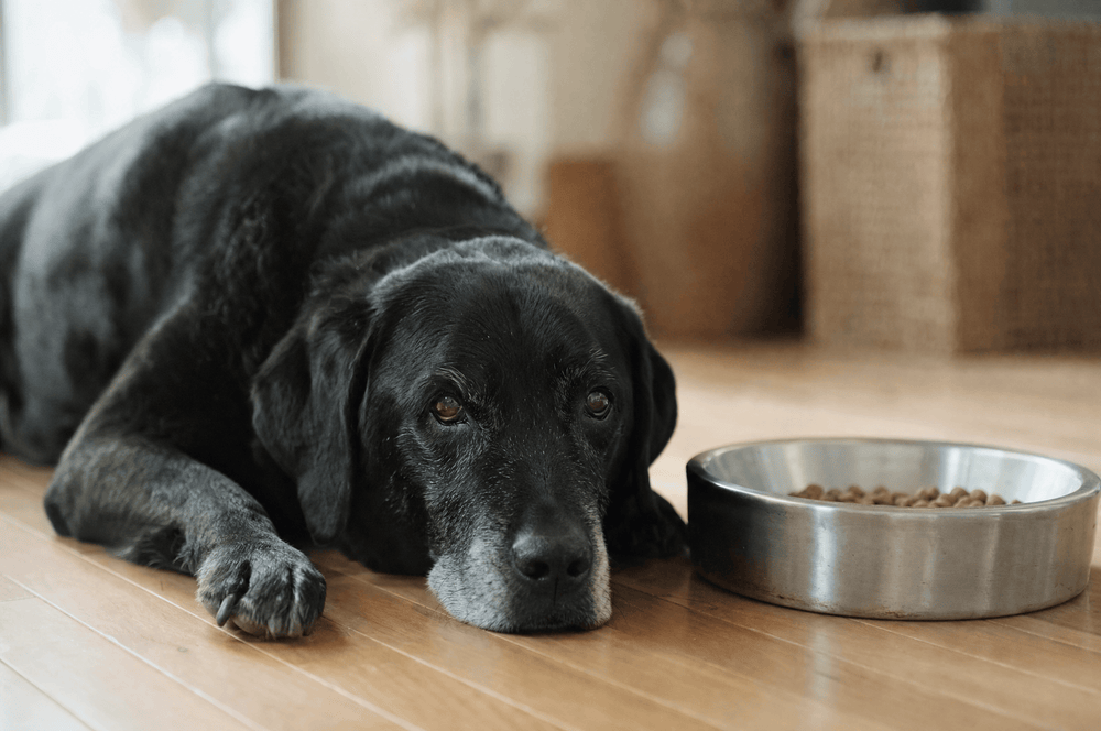 A senior black labrador rests his chin on the floor beside a bowl of ordinary kibble