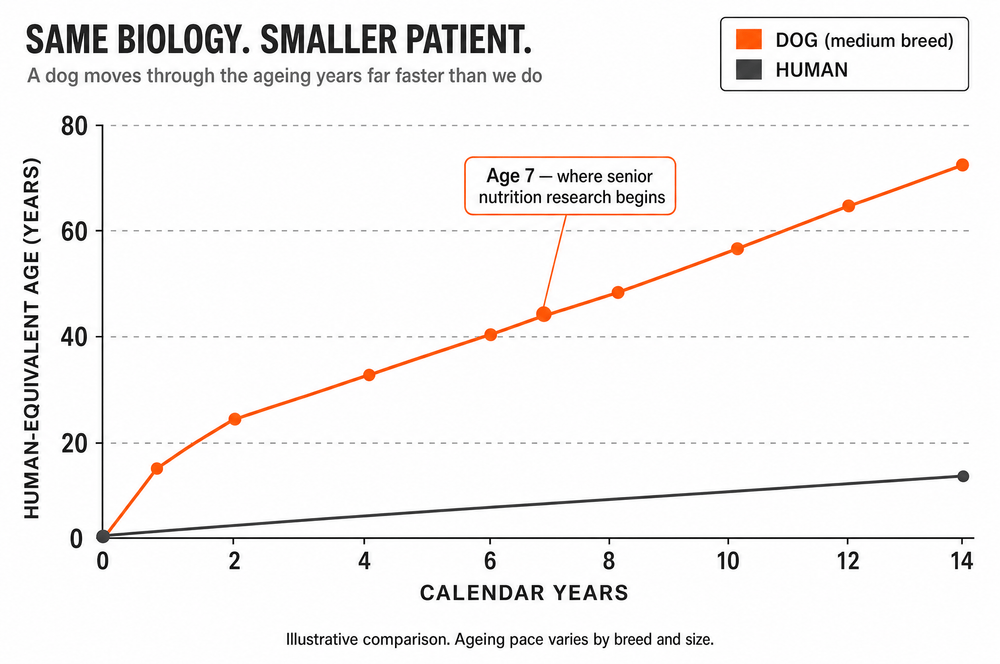 Chart comparing how fast a dog moves through human-equivalent age against a human over 14 calendar years