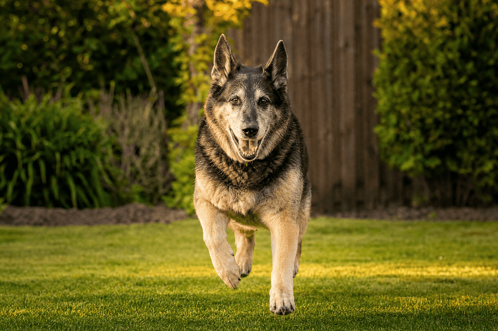 A senior german shepherd mix trots toward the camera in golden afternoon light