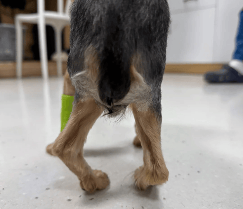 Your Dog's Back Legs Are Giving Out – PawPrint Lab