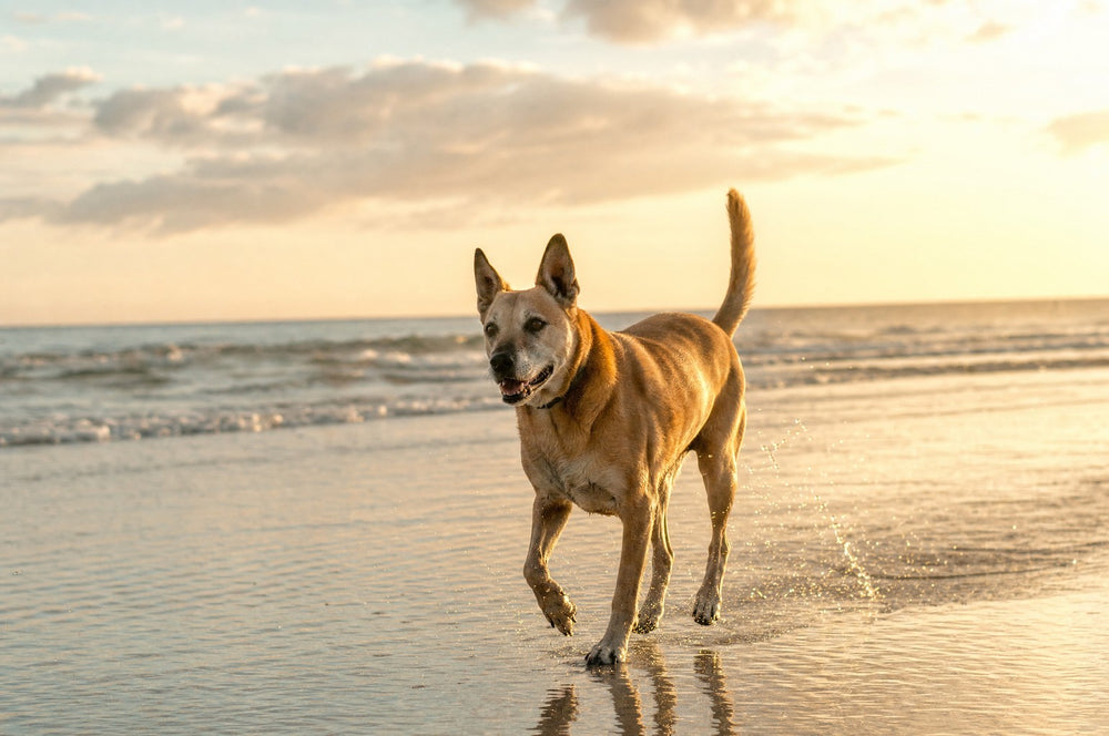 A senior dog trotting along an empty beach at golden hour