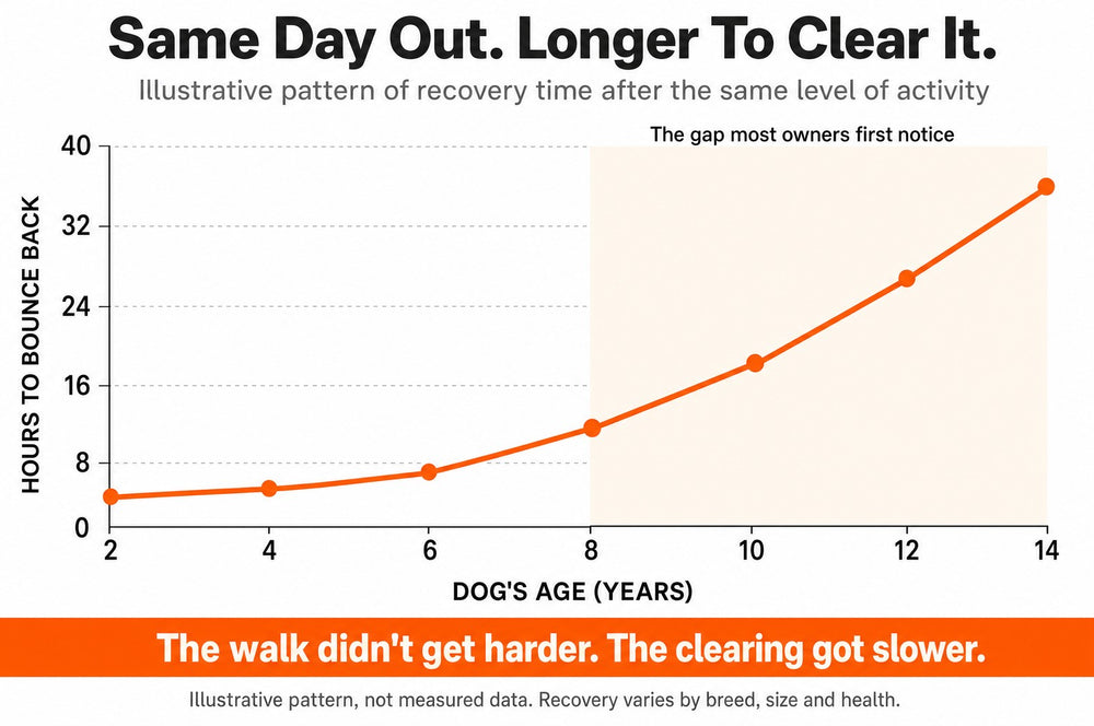 Chart: illustrative recovery time after activity rising with a dog's age