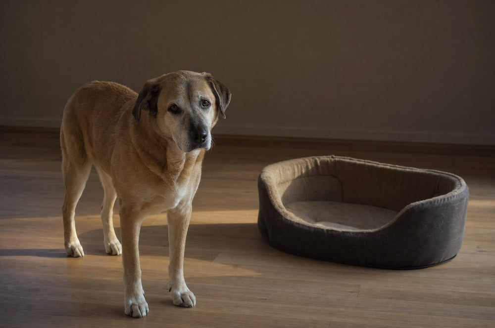 A senior dog standing awake at dawn beside his empty bed