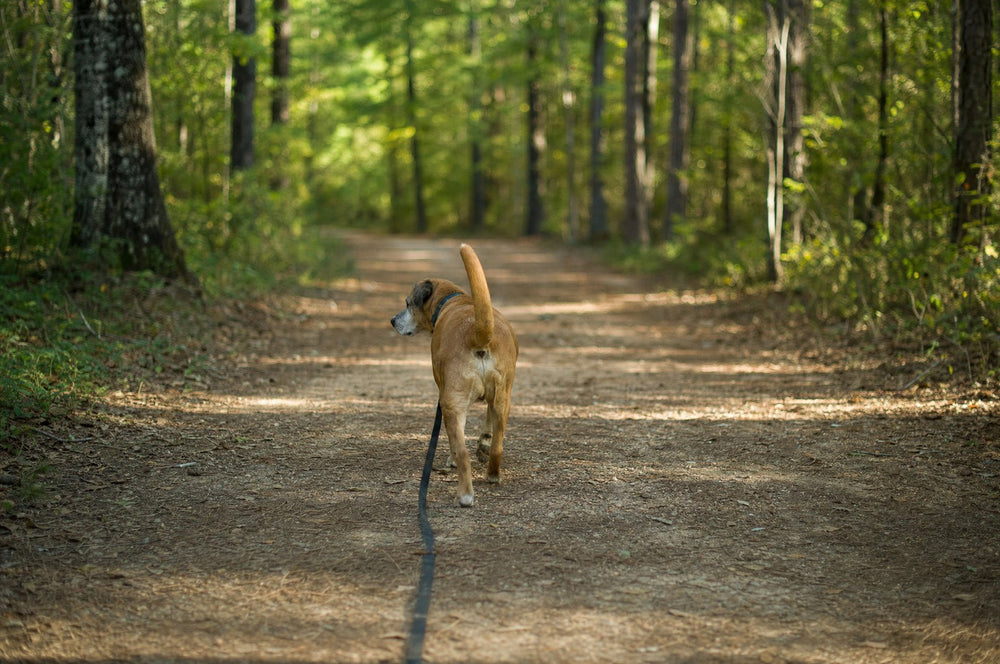 A senior dog walking ahead on an empty woodland trail