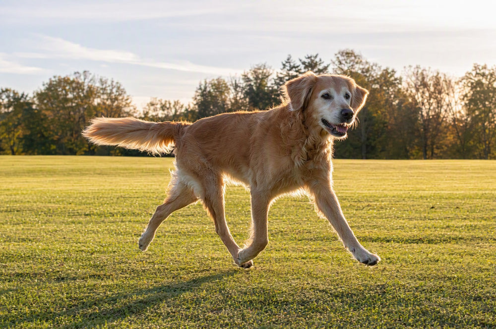 A senior golden retriever at a relaxed trot across open parkland in golden late-afternoon backlight