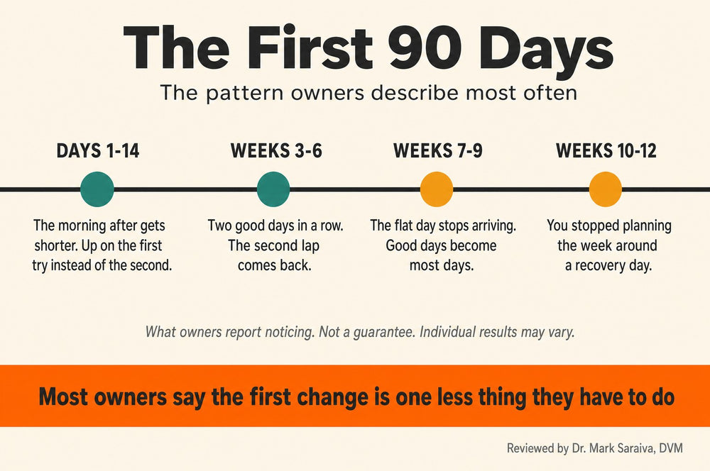 Timeline of the first 90 days: days 1 to 14, weeks 3 to 6, weeks 7 to 9, weeks 10 to 12, with what owners report noticing at each stage