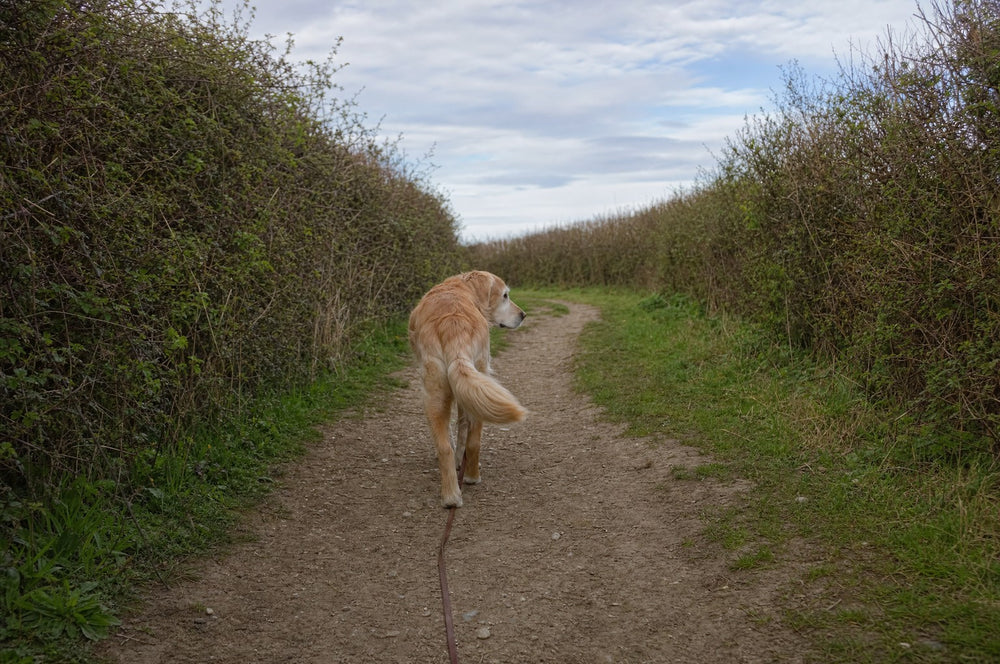A senior golden retriever walking on along a hedgerow trail with his leash trailing loose behind him
