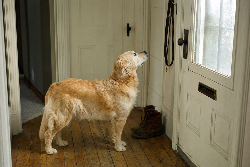 A senior golden retriever waiting in a hallway beside a leash hanging on a hook