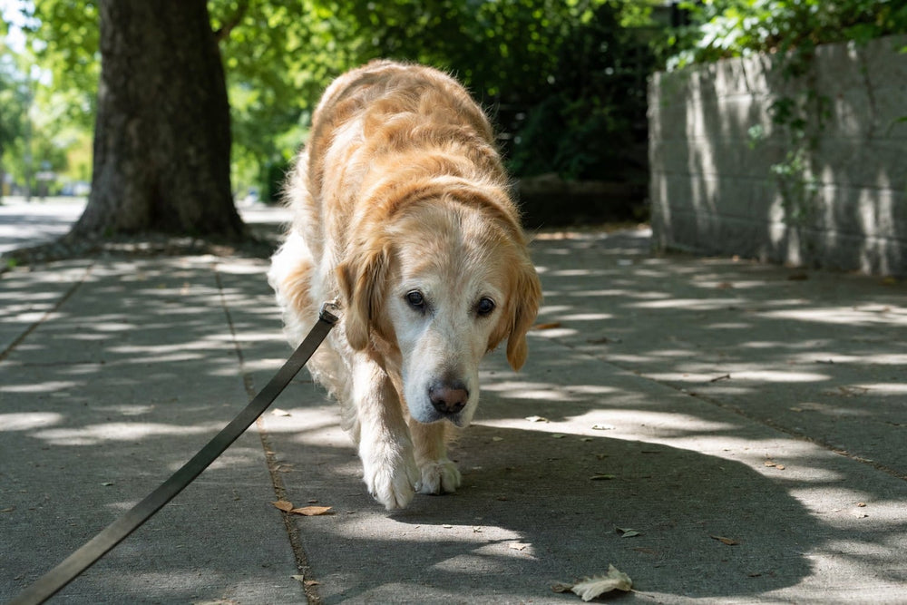 A senior golden retriever walking slowly along a tree-lined pavement with his head low