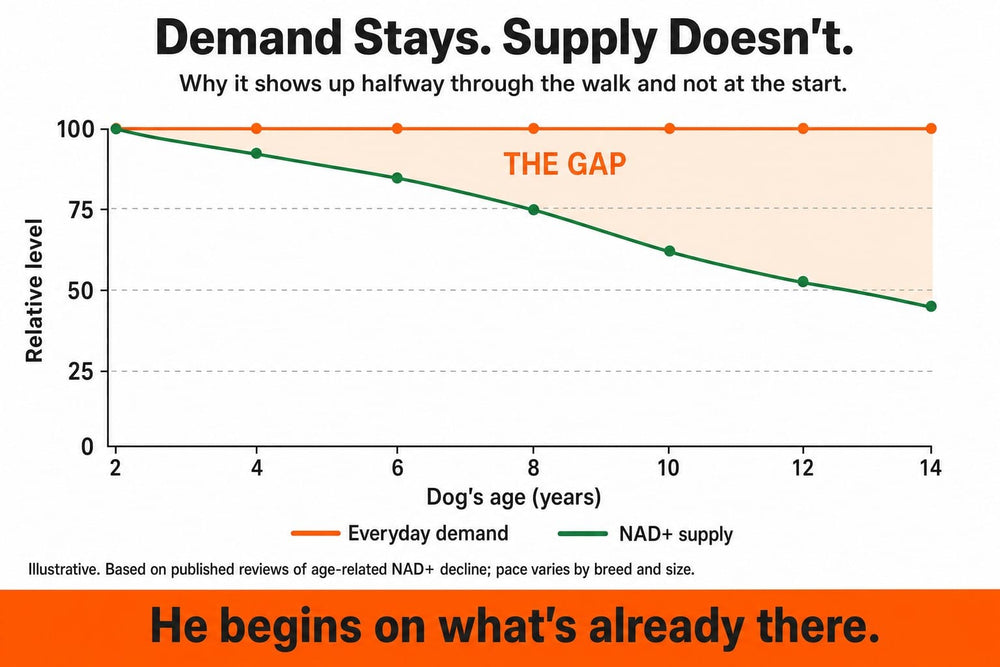 Illustrative chart: everyday demand stays flat while NAD+ supply falls with a dog's age