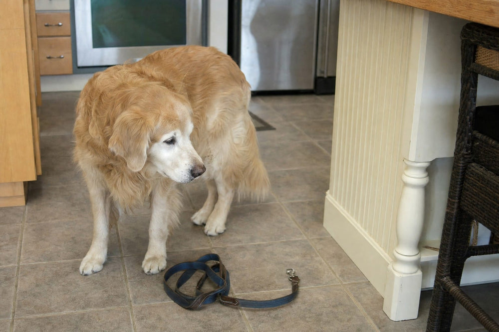 A senior golden retriever standing on a kitchen floor over a leash