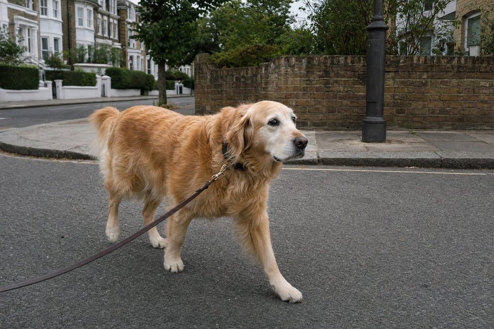A senior golden retriever walking straight past a residential street corner