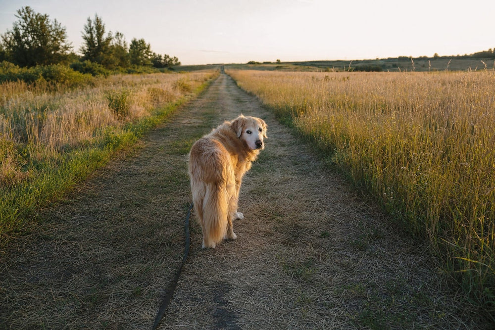 A senior golden retriever ahead on a long open trail, looking back as if waiting