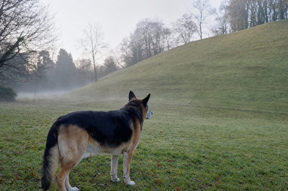 A senior dog standing at the foot of a grassy slope on a misty morning